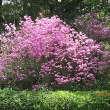 紅枝垂れ桜