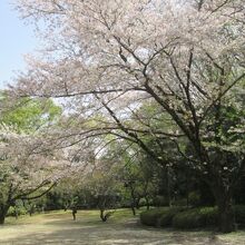 さくらの名勝