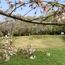 本来ならこのあたり花見客でいっぱいなのだが。