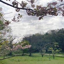 姥ヶ池周辺の八重桜