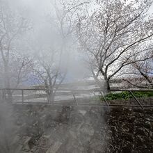 湯気と桜