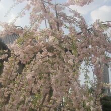 本堂前の枝垂桜の様子