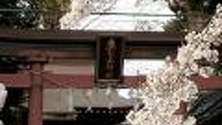 佐倉藩の守り神、秋はイチョウの紅葉が綺麗