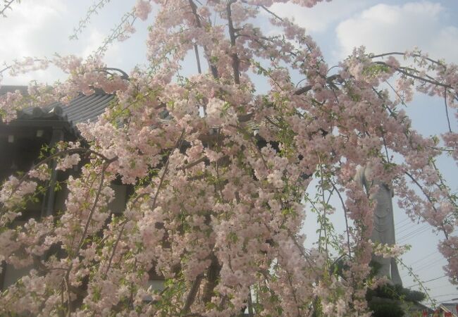 境内の枝垂桜が見事でした