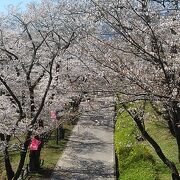 桜の名所大法師公園