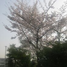 境内の桜の一例