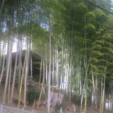 竹林で覆われた風情が素敵ですね。