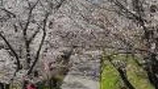 桜の名所大法師公園