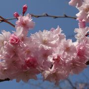 薄紅色のしだれ桜