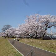 真っ盛りの桜がとてもきれい