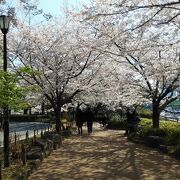 桜のトンネルが続くお堀沿いの遊歩道