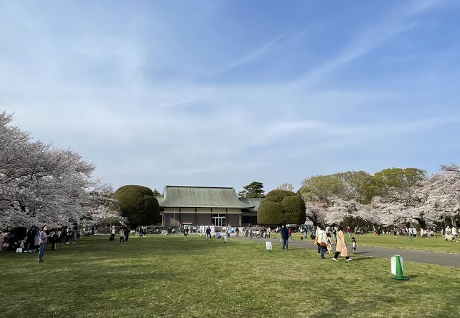 小金井桜まつり クチコミ アクセス 営業時間 国分寺 小金井 フォートラベル