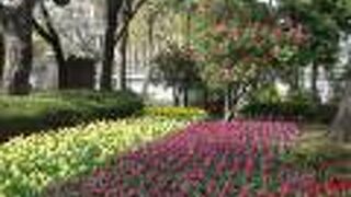 チューリップの絨毯