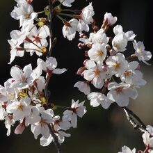 権現山公園の桜
