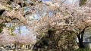 隅櫓跡の石垣に桜が映える