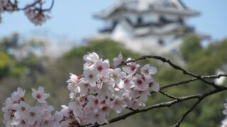 国宝彦根城の桜も満開だったわ
