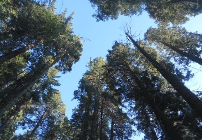 マリポサグローブ