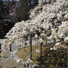 眼の前での桜を楽しめます。