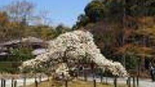 幻の桜ともいわれている千眼（せんがん）桜が満開でした