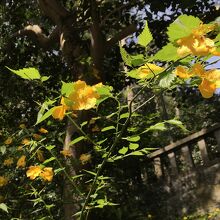 ヤマブキの花が…♪