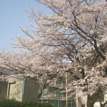 隣接する名東区役所敷地内の桜の一例