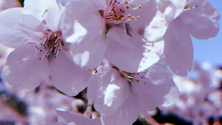 石清水八幡宮へ　再び…桜がキレイ～