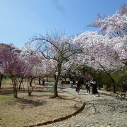 人混みもそれほどではなく、桜もきれい