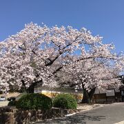 桜がきれいな今川義元の供養寺