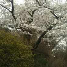 登る途中にあった桜の木