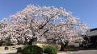 桜がきれいな今川義元の供養寺