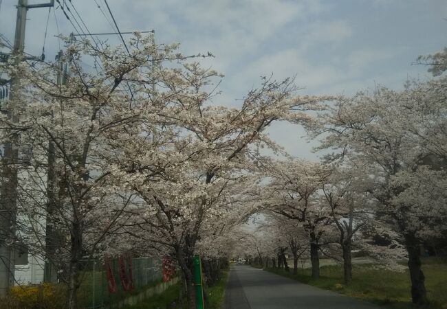 桜のトンネル