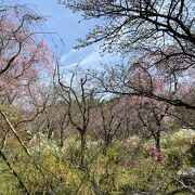 京都人でも行きたがる桜の名所。ってホントでした。