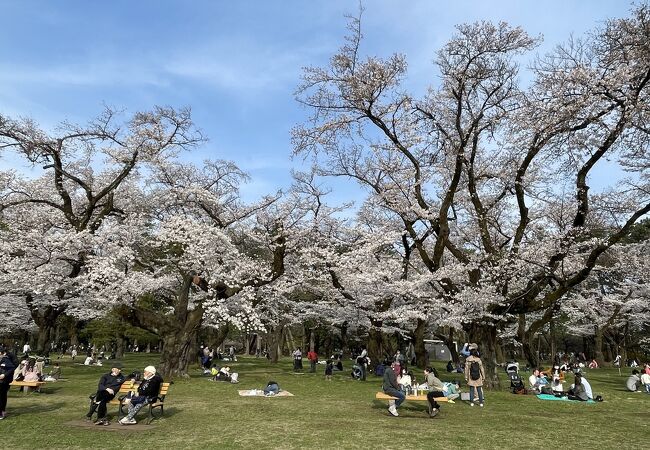 公園 最寄り 駅 小金井