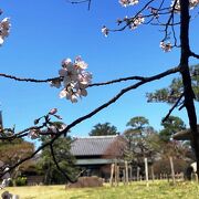 桜の時期の堀田邸