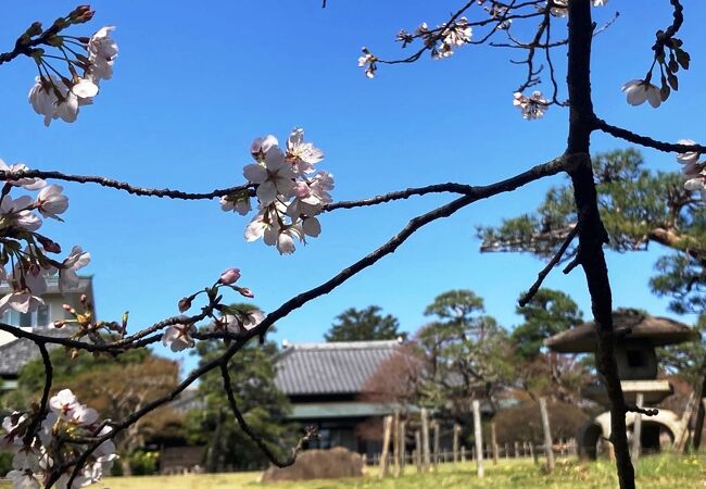 桜の時期の堀田邸