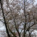 桜のタイミングは難しい