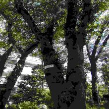 浄光寺保存樹木