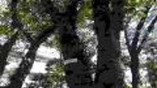  世田谷散策(3)で浄光寺に寄りました