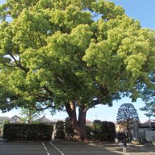 乗泉寺世田谷別院保存樹木クスノキ