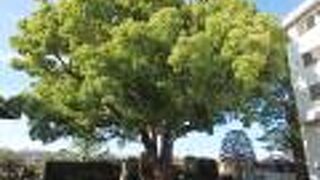 世田谷散策(3)で乗泉寺世田谷別院に寄りました