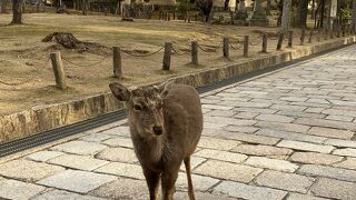 奈良公園