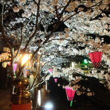 夜桜見物も出来ました