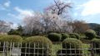 円山公園中央のシンボル桜