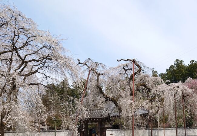 春先の秩父観光に