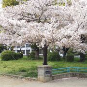 桜がキレイでした