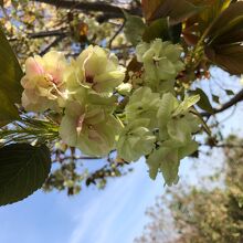 綺麗な八重のウコン桜