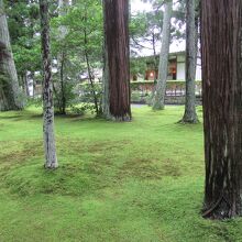 なめらかなビロードを思わせる苔