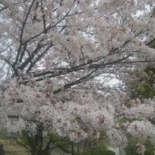 春の桜の木の一例