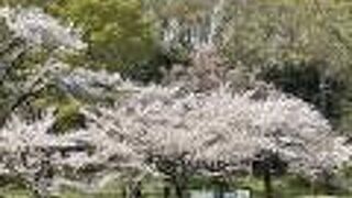 村山貯水池の桜