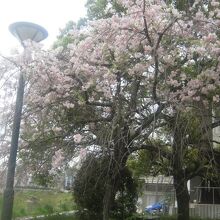 香流川遊歩道側入口傍の枝垂桜の様子